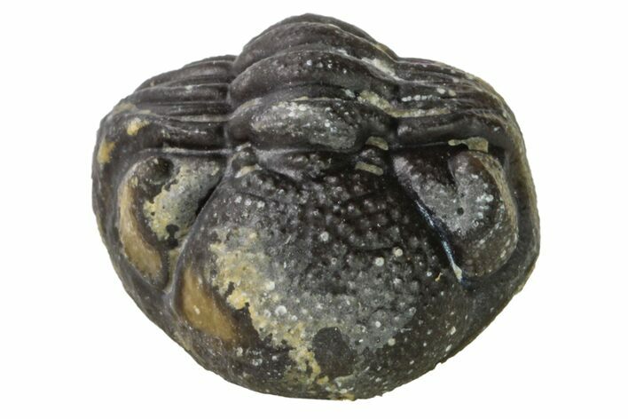 Bargain, Wide, Enrolled Morocops Trilobite - Morocco #157043